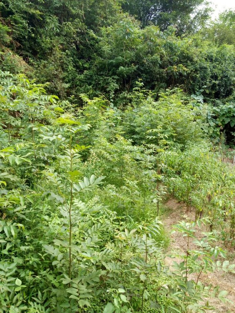 青钱柳茶二级