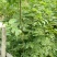 青钱柳茶二级