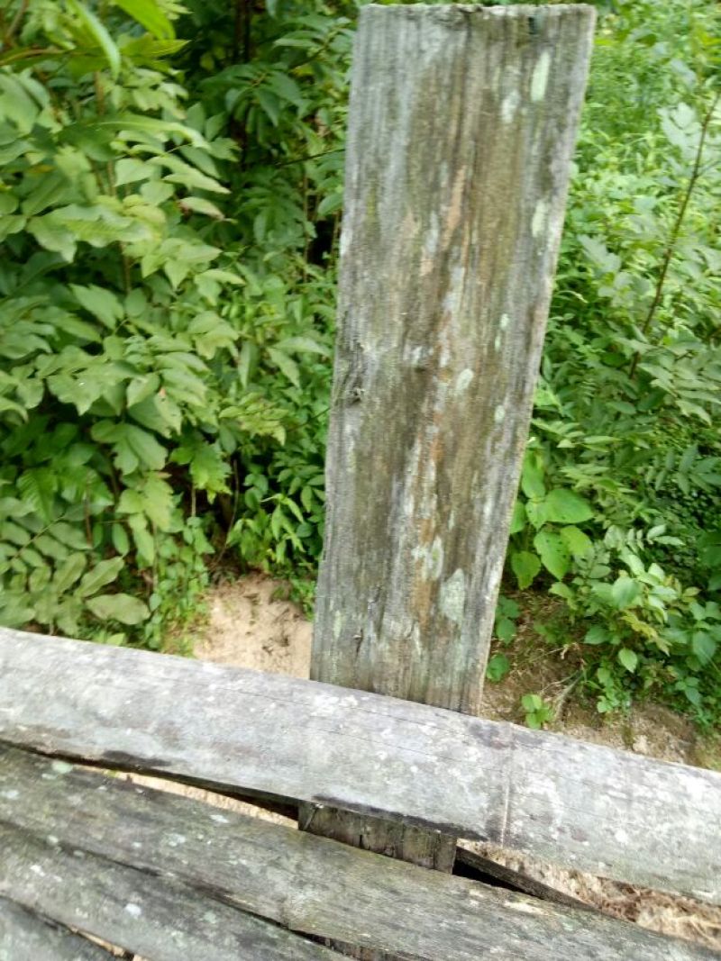 青钱柳茶二级