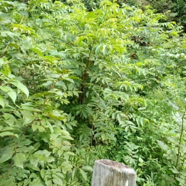 青钱柳茶二级