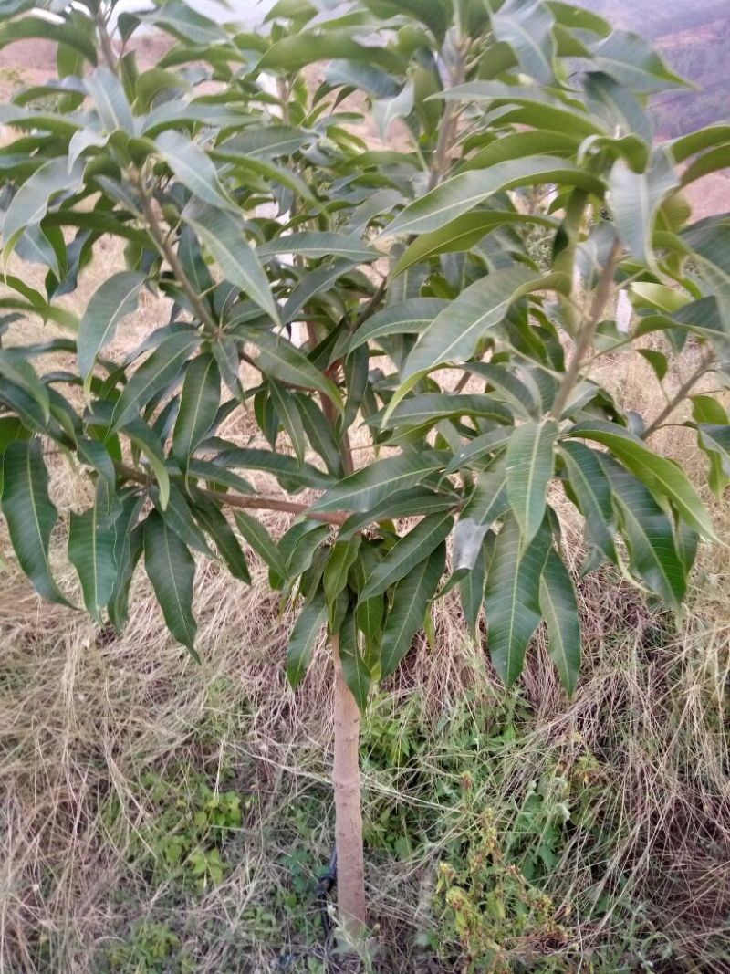 芒果树