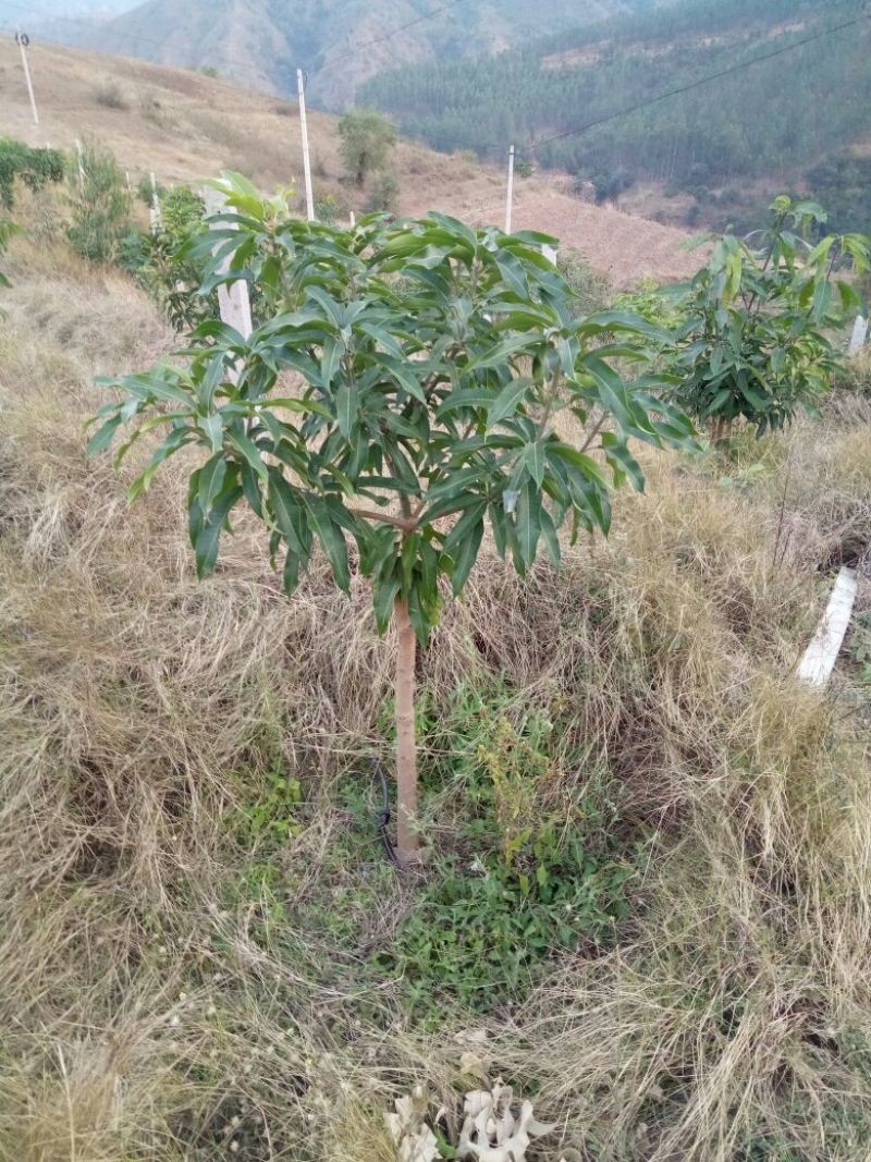 芒果树