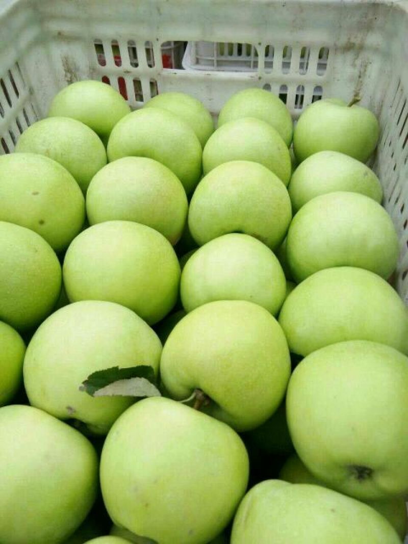 红露苹果75mm以上膜袋