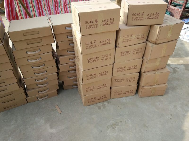 土鸡蛋50~60g，一件代发，林间散养