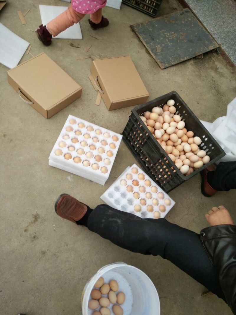 土鸡蛋50~60g，一件代发，林间散养