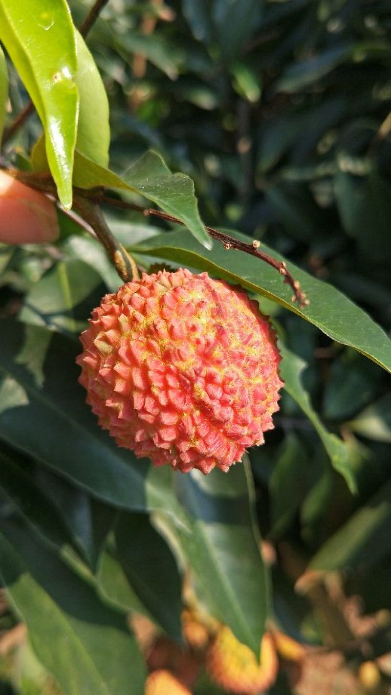 带绿荔枝2cm以上