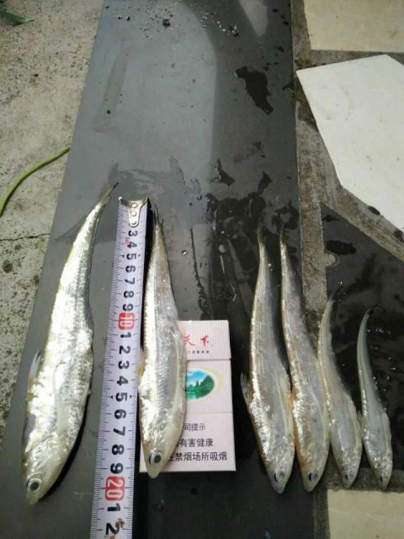 毛刀鱼刀鱼，凤尾鱼