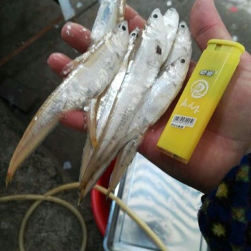 毛刀鱼刀鱼，凤尾鱼