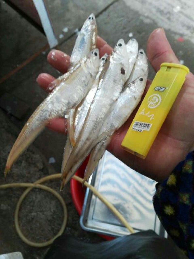 毛刀鱼刀鱼，凤尾鱼