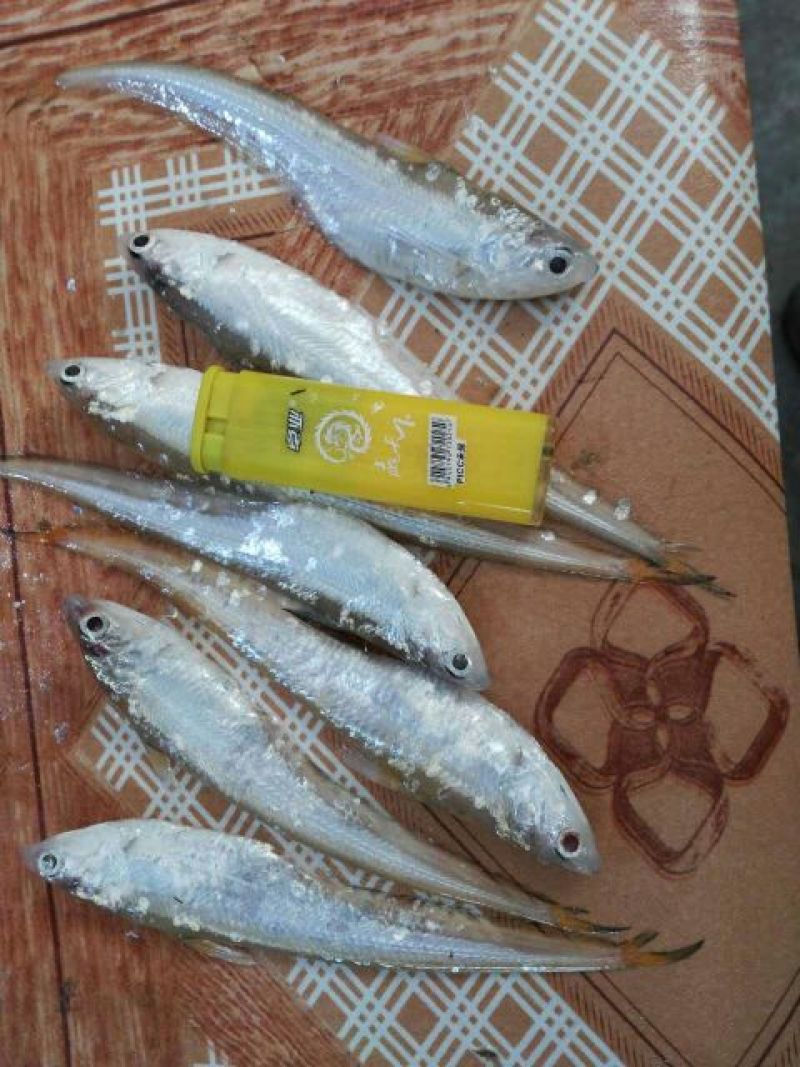 毛刀鱼刀鱼，凤尾鱼