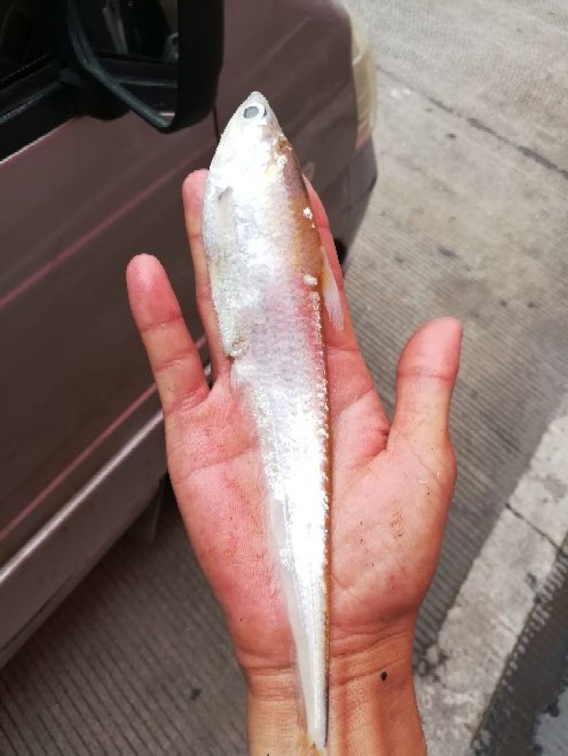 毛刀鱼刀鱼，凤尾鱼