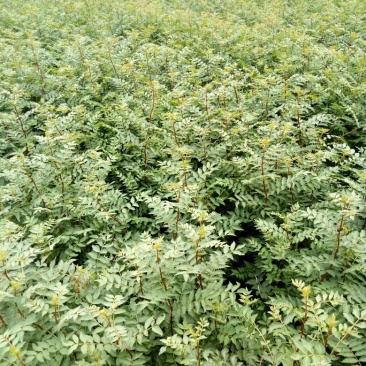 花椒苗0.5~1年