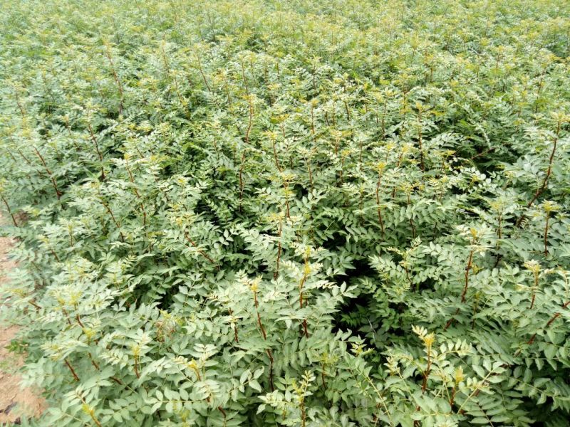 花椒苗0.5~1年