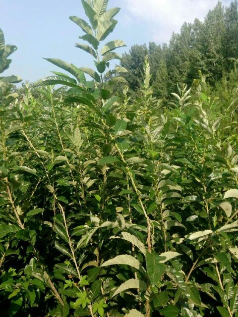 大红袍板栗苗80cm以上