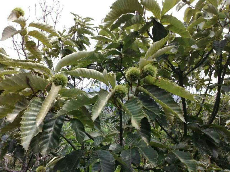 大红袍板栗苗80cm以上
