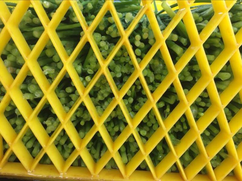 韭菜（冬季精品蔬菜）已现大量上市产地直发露天韭菜