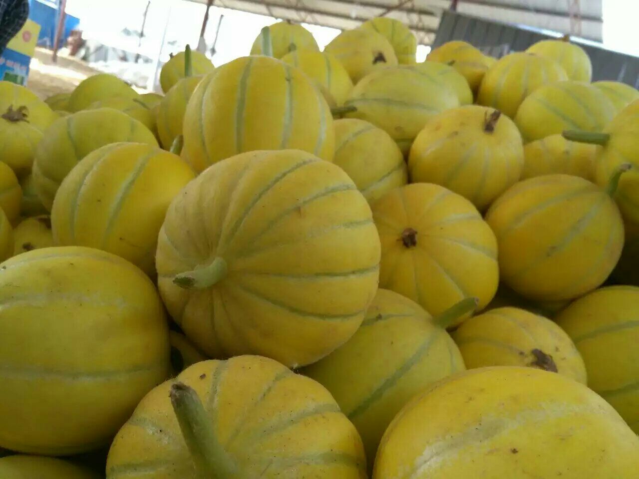 黄金甜瓜河南安阳内黄县_批发_供应-一亩田农