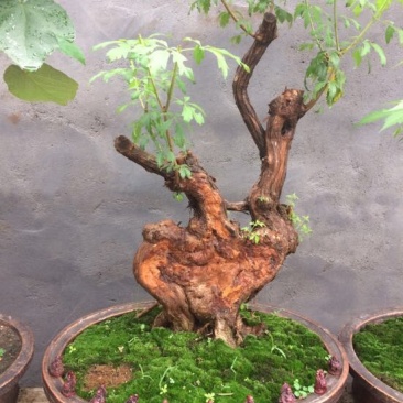 黄荊疙瘩盆景