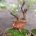 黄荊疙瘩盆景