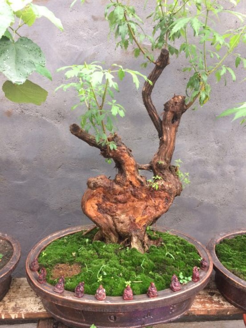 黄荊疙瘩盆景
