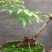 黄荊疙瘩盆景