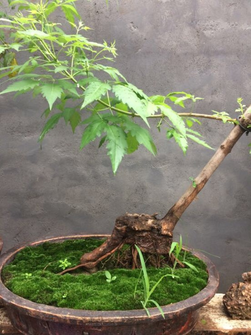 黄荊疙瘩盆景