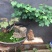黄荊疙瘩盆景