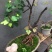 黄荊疙瘩盆景