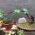 黄荊疙瘩盆景