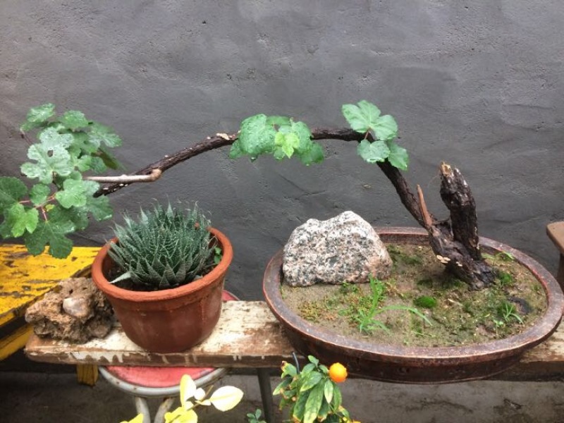 黄荊疙瘩盆景