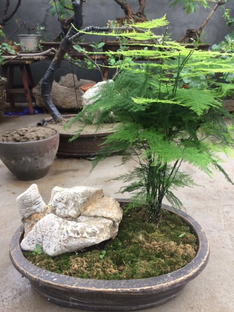 文竹