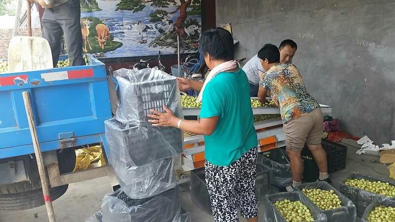 脆甜爽口鲜脆枣陆地鲜冬枣大量上市基地一手货源手摘精选