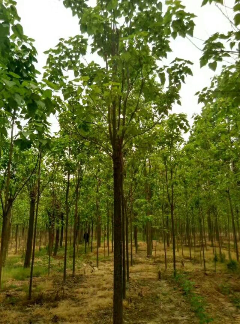 大量销售，4-15公分楸树，金丝楸，树形好，价格实惠，
