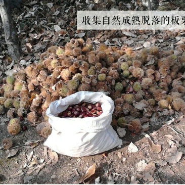 山东油栗中栗菜栗种