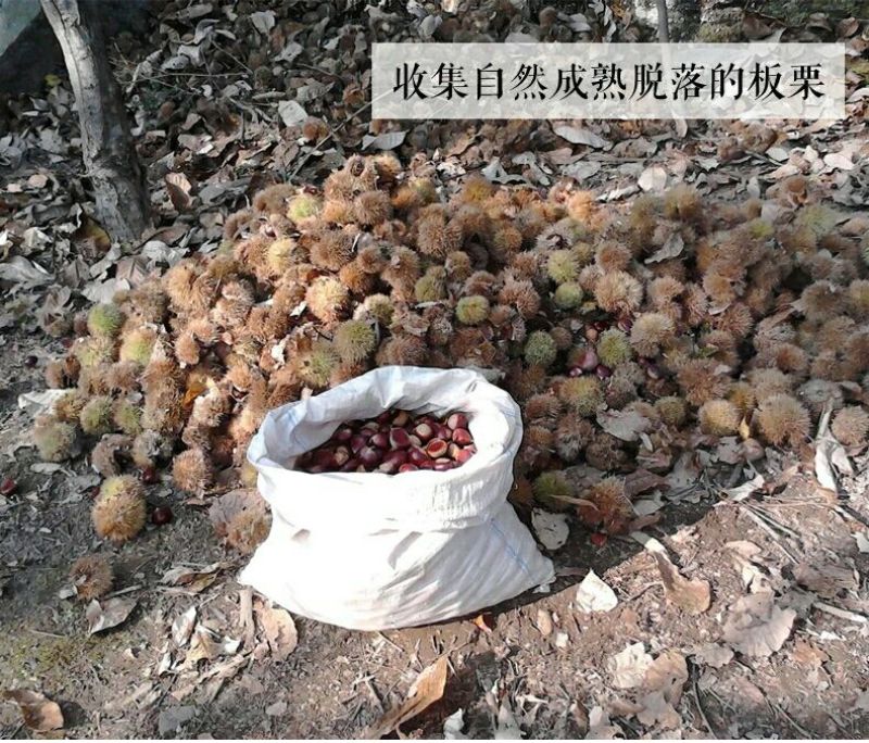 山东油栗中栗菜栗种