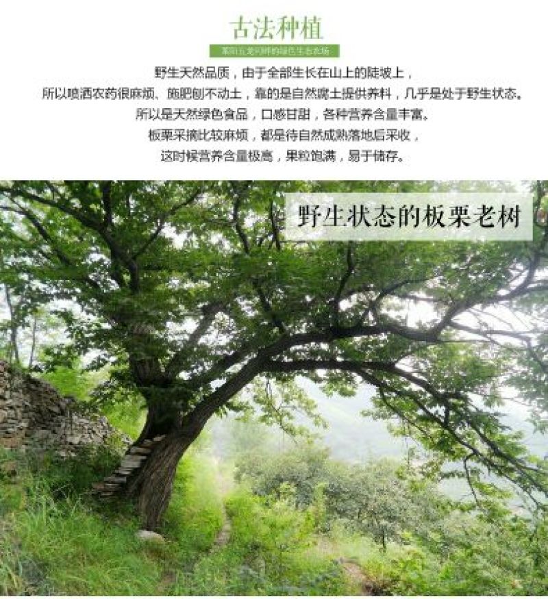山东油栗中栗菜栗种