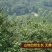 山东油栗中栗菜栗种