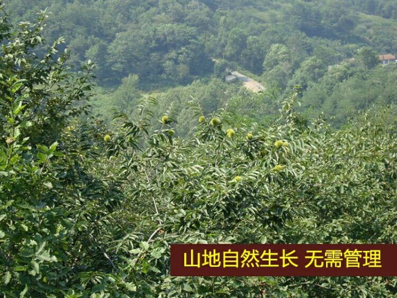 山东油栗中栗菜栗种