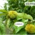 山东油栗中栗菜栗种