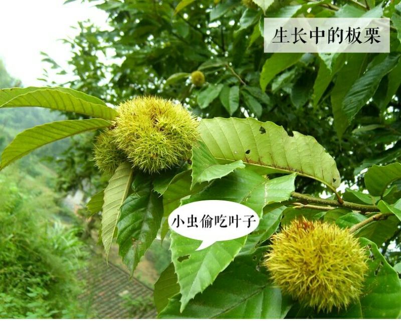山东油栗中栗菜栗种