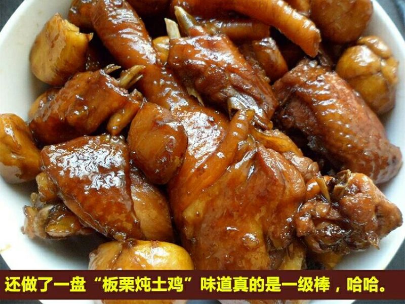 山东油栗中栗菜栗种