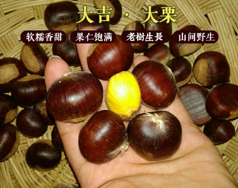 山东油栗中栗菜栗种