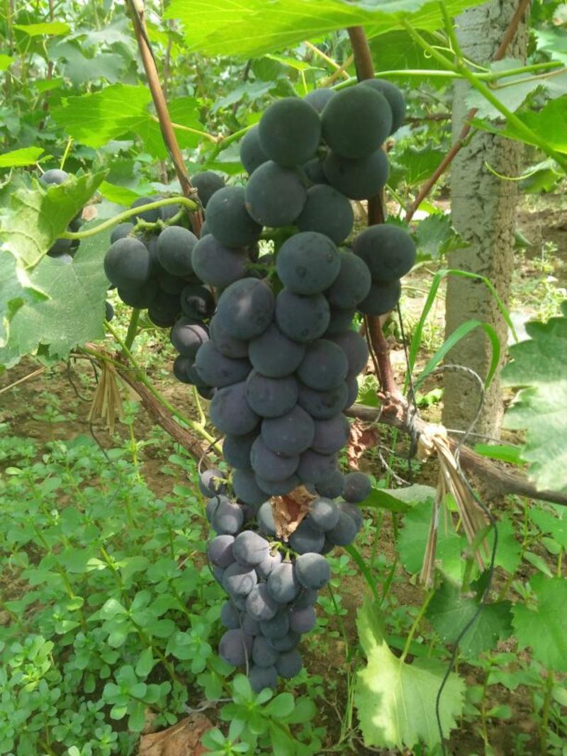 京亚葡萄0.8~1.5斤5%以下