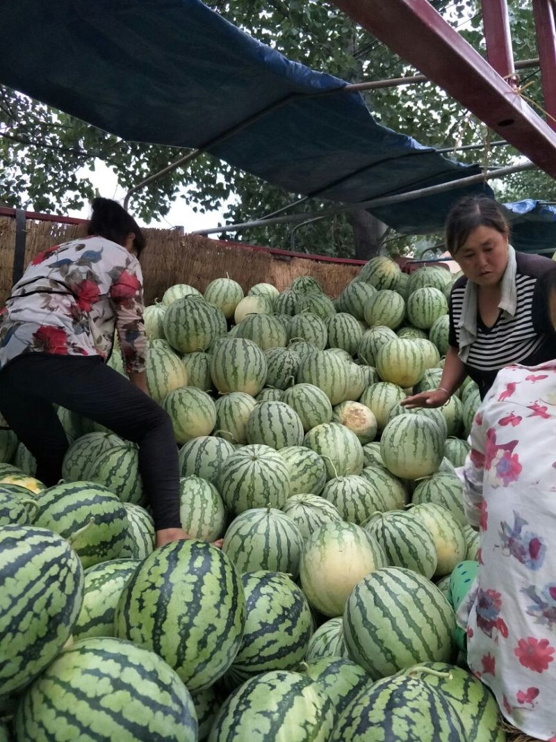 金花3号西瓜10斤打底9成熟1茬