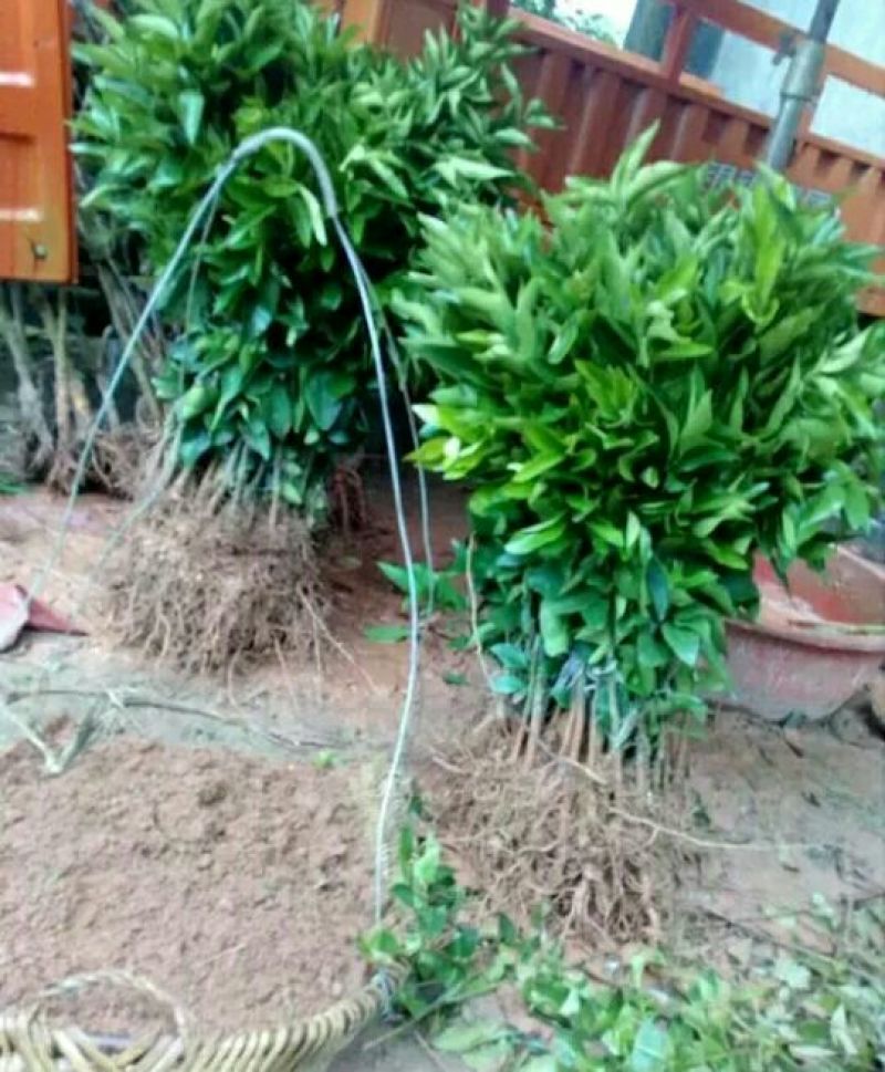 橘子树红橘苗，