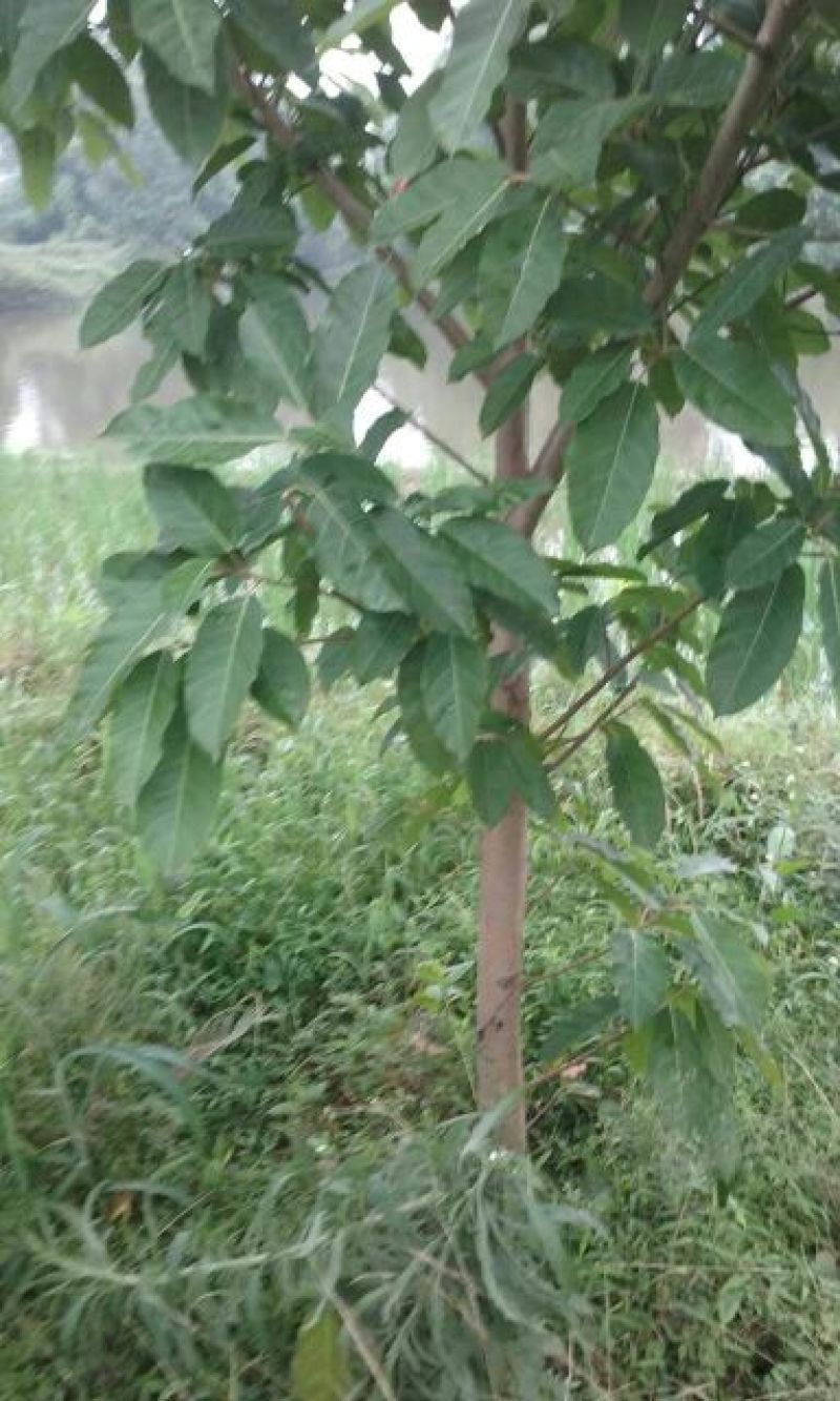黄葛树1~1.5m