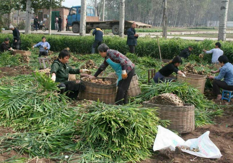 大黄姜批发（坏烂包赔）电商货商场货市场货一手货源