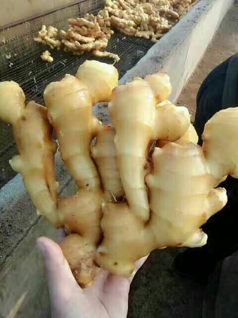 大黄姜批发（坏烂包赔）电商货商场货市场货一手货源