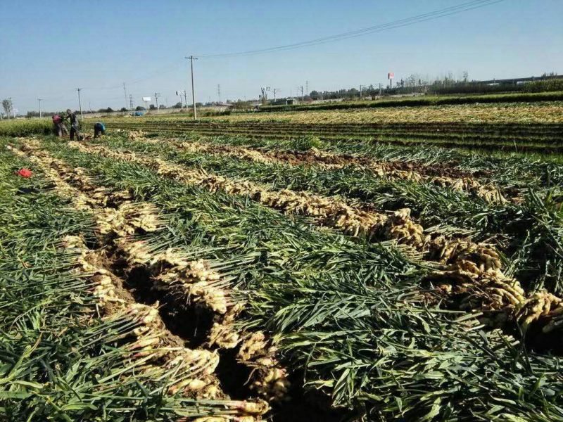 大黄姜批发（坏烂包赔）电商货商场货市场货一手货源