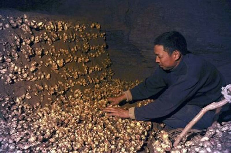 大黄姜批发产地(小黄姜批发)保质保量坏烂包赔全国发货